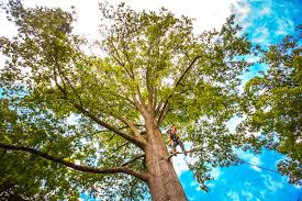 Best Tree Risk Assessment  in Amerin Nyon, CA