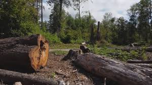 Mulching Services in American Canyon, CA