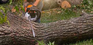 Best Emergency Tree Removal  in Amerin Nyon, CA