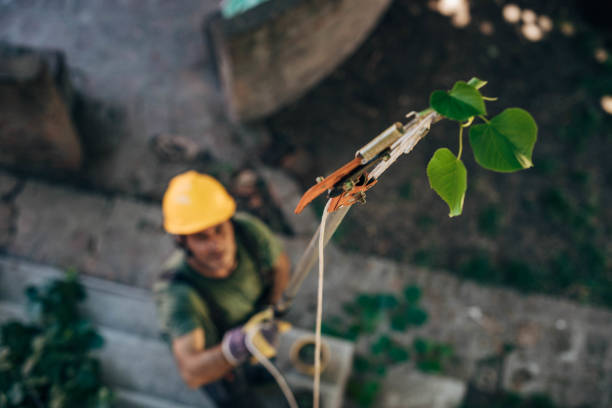 Best Tree Maintenance Programs  in Amerin Nyon, CA