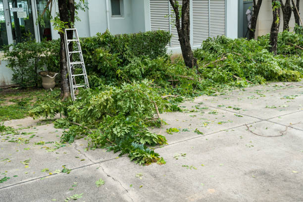 Professional Tree Removal in American Canyon, CA