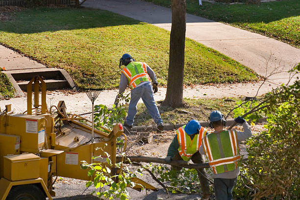Best Lawn Disease Treatment  in Amerin Nyon, CA