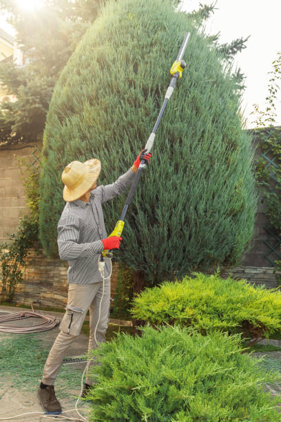 Best Utility Line Clearance  in Amerin Nyon, CA