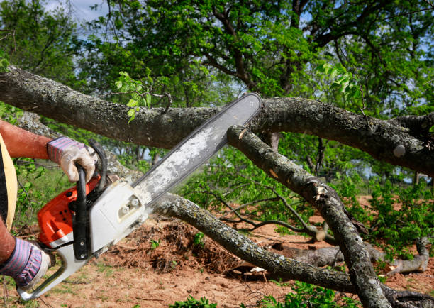  Amerin Nyon, CA Tree Removal Pros