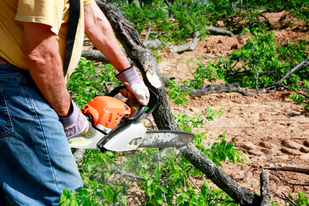Best Lawn Irrigation Installation and Maintenance  in Amerin Nyon, CA